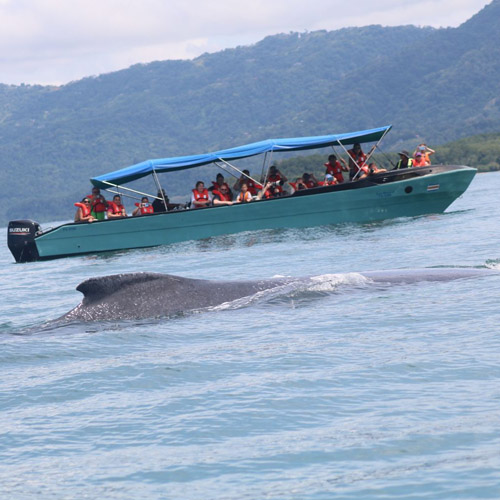 Whale Watching Tour Uvita - Now 10% off