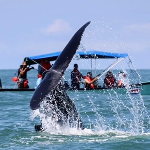 Whale watching Uvita | Top Rated Whale Watching Tours