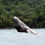 Whale Watchin Tour Uvita Costa Rica